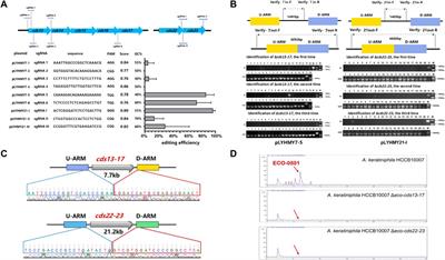 CRISPR/Cas9-mediated genome editing in vancomycin-producing strain Amycolatopsis keratiniphila